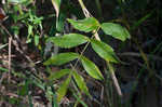 Stiff cowbane